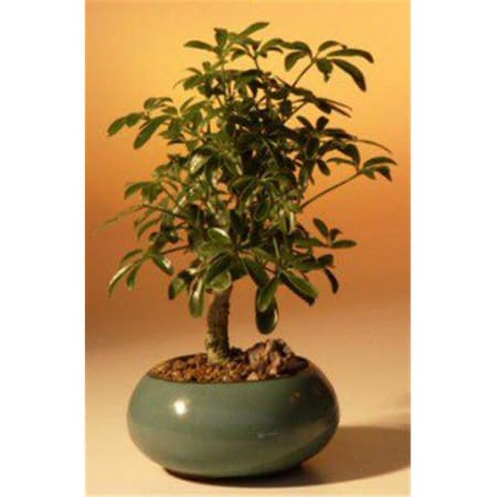 Paisaje Hawaiian Umbrella Bonsai Tree - Arboricola Schefflera Luseanne - Small 1693477